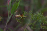 Panhandle meadowbeauty